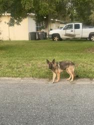 Found/Stray Unknown Dog last seen Bankhead ave Jacksonville Florida, Jacksonville, FL 32207