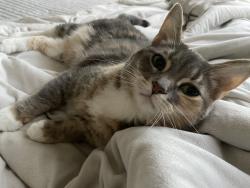 Reunited Female Cat last seen Near west side blvd laurel md 20707, Laurel, MD 20707