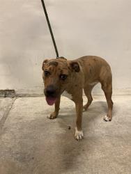 Shelter Stray Female Dog last seen Near BLOCK NE 148TH ST, 3599 NW 79th Ave, Doral, FL 33122, USA