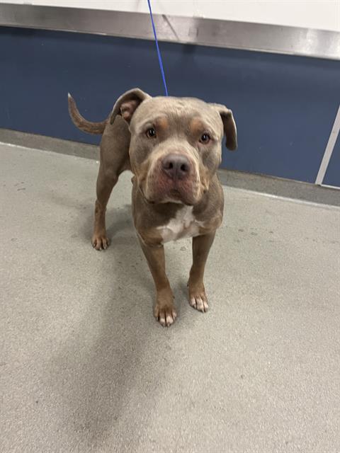 Shelter Stray Male Dog last seen Near BLOCK NW 176 TERRACE, 3599 NW 79th Ave, Doral, FL 33122, USA