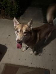 Reunited Male Dog last seen Windmill Hill Neighborhood - Springs Hill Cir., Seguin, TX 78155