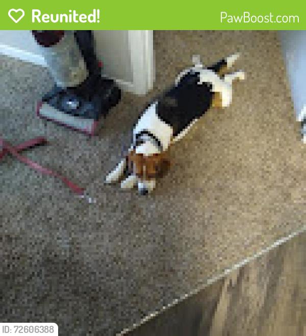 Reunited Male Dog last seen Itaska and Alaska, St. Louis, MO 63116