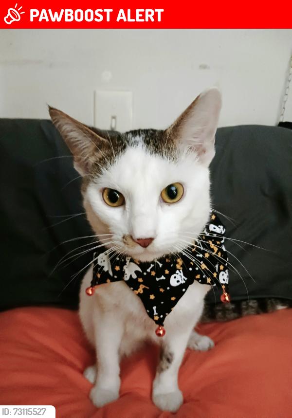 Lost Male Cat last seen S MORRISH RD, Clayton Township, MI 48532