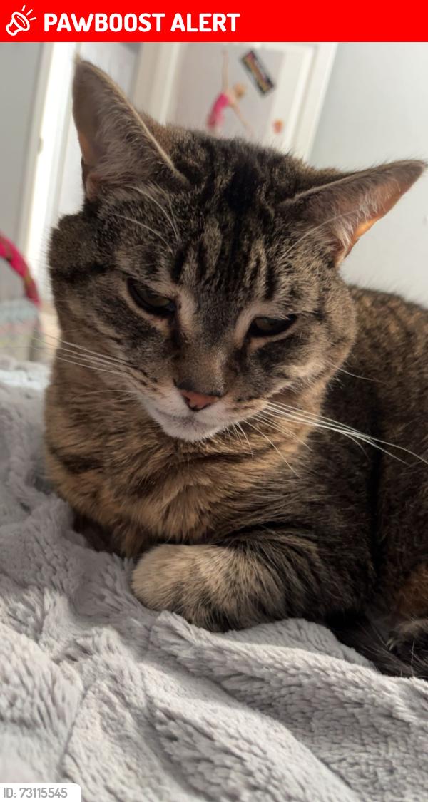 Lost Female Cat last seen Sifroid street, Memramcook, NB E4K 1S2