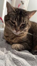 Lost Female Cat last seen Sifroid street, Memramcook, NB E4K 1S2