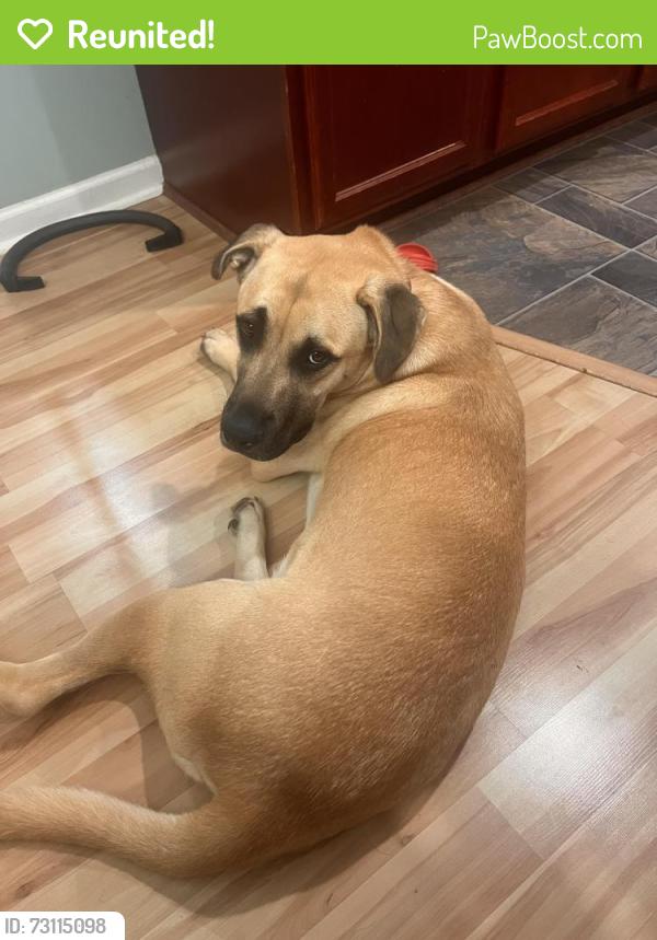 Reunited Male Dog last seen Araby lane, East Bend, NC 27018