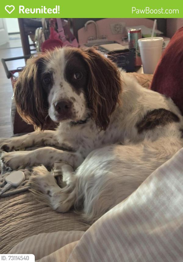 Reunited Female Dog last seen Highrock Rd, Gibsonville, NC 27249