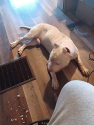 Reunited Male Dog last seen east Roosevelt Dr and South Main street extension, Anderson, SC 29624
