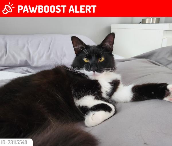 Lost Male Cat last seen Hall street, Rhosllanerchrugog, Wales LL14 2LL