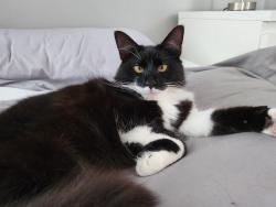 Lost Male Cat last seen Hall street, Rhosllanerchrugog, Wales LL14 2LL