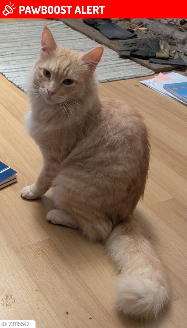 Lost Male Cat last seen Flint Hill near the playing fields by Burrows Tea room, Dipton, England DH9 9JL