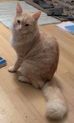 Lost Male Cat last seen Flint Hill near the playing fields by Burrows Tea room, Dipton, England DH9 9JL