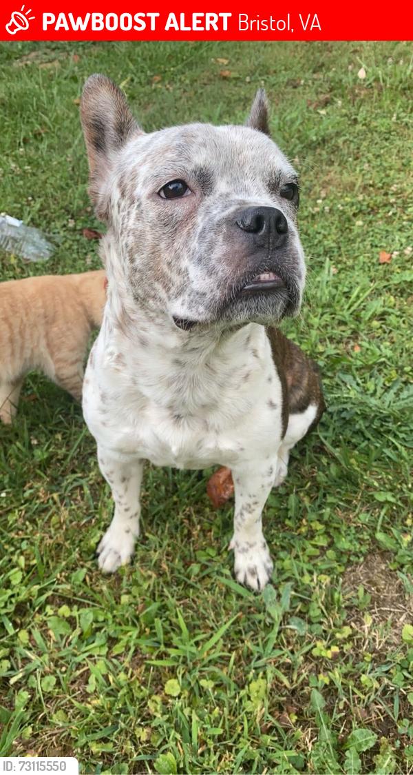 Lost Male Dog last seen Portsmouth Ave and eastridge rd, Bristol, VA 24201