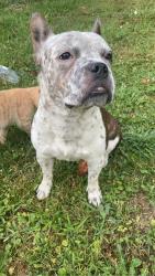 Lost Male Dog last seen Portsmouth Ave and eastridge rd, Bristol, VA 24201