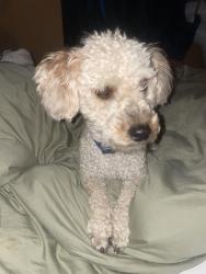 Reunited Male Dog last seen Grant&104th, Northglenn, CO 80233
