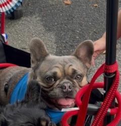 Lost Male Dog last seen Regency Pl, Covington, GA 30016