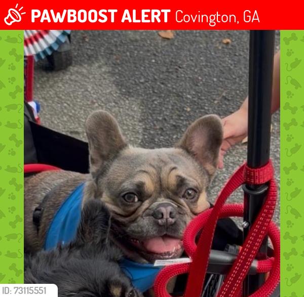 Lost Male Dog last seen Regency Pl, Covington, GA 30016