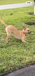 Reunited Male Dog last seen Palm Bch. Point Blvd & Sunnyland Lane, Wellington, Wellington, FL 33414