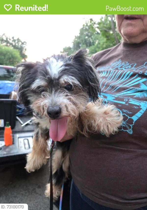 Reunited Female Dog last seen Turner and Klepinger, Harrison Township, OH 45415