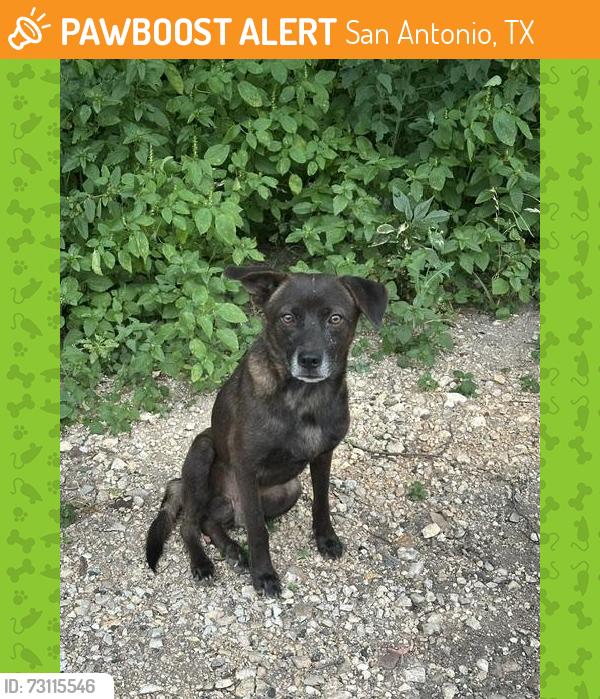 Found/Stray Male Dog last seen Essex St & S Mittman St, San Antonio, TX 78210
