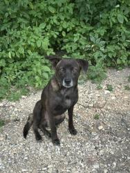 Found/Stray Male Dog last seen Essex St & S Mittman St, San Antonio, TX 78210