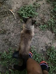 Found/Stray Unknown Cat last seen By the apmts on the intersection of GROVE and CLEVELAND, Alamo Heights, TX 78209