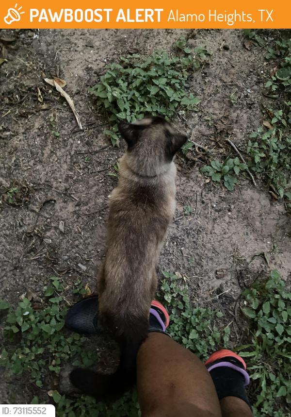 Found/Stray Unknown Cat last seen By the apmts on the intersection of GROVE and CLEVELAND, Alamo Heights, TX 78209