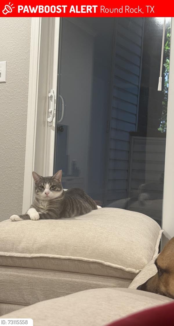 Lost Female Cat last seen Old Settlers Blvd and Mesa Park Dr, Round Rock, TX 78664