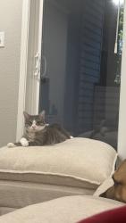 Lost Female Cat last seen Old Settlers Blvd and Mesa Park Dr, Round Rock, TX 78664