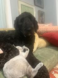 Reunited Male Dog last seen Whitehead Road, Athens, GA 30609