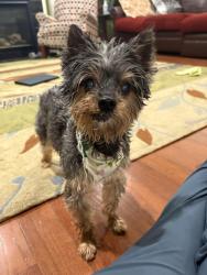 Reunited Male Dog last seen Dorchester Cir, Canton Township, MI 48188, USA, Canton Township, MI 48188