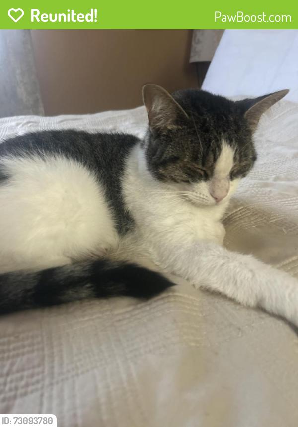 Reunited Female Cat last seen Oland and longford, Mississauga, ON L5M