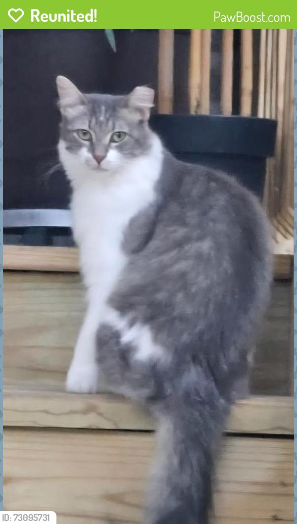 Reunited Male Cat last seen Touhy Avenue / Ridge Avenue , Chicago, IL 60645