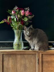 Reunited Female Cat last seen Felt Street, Sandy Row, BT12, Belfast, Northern Ireland 