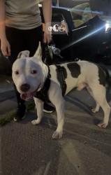 Reunited Male Dog last seen 19th & western, Chicago, IL 60608