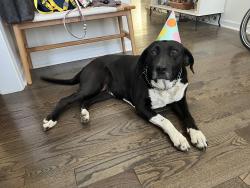 Reunited Female Dog last seen Winget Rd & planters row, Charlotte, NC 28278
