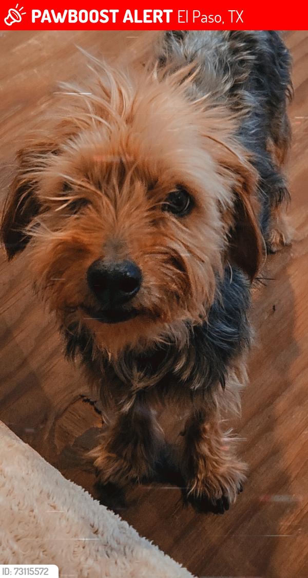 Lost Male Dog last seen Dyer, El Paso, TX 79934