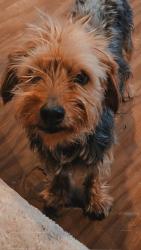 Lost Male Dog last seen Dyer, El Paso, TX 79934