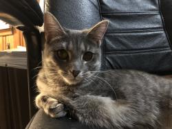 Reunited Female Cat last seen Mortimer and Kensington, Cleveland, OH 44111