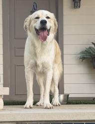 Found/Stray Male Dog last seen Near st Edward’s park, Austin, TX 78759