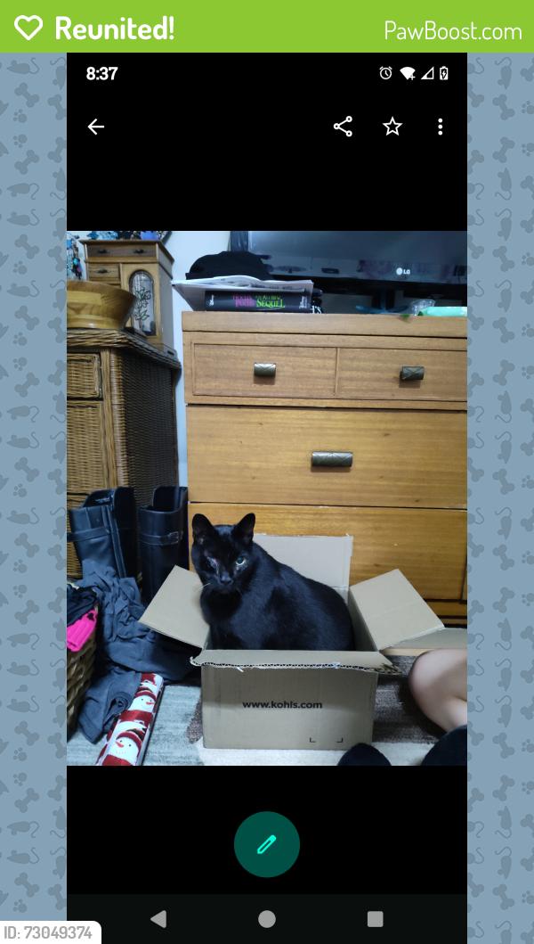 Reunited Male Cat last seen NW 1st PL, Cape Coral, FL 33993