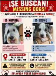 Reunited Male Dog last seen Near Lourdes road Santa Teresa, Santa Teresa, NM 88008
