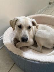 Found/Stray Female Dog last seen Comfort Rd / Franktown Rd, Comfort, NC 28585