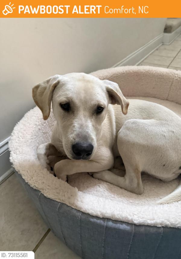 Found/Stray Female Dog last seen Comfort Rd / Franktown Rd, Comfort, NC 28585