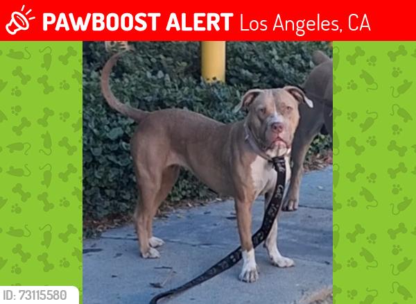 Lost Female Dog last seen Labor commission, Los Angeles, CA 90033