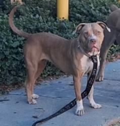 Lost Female Dog last seen Labor commission, Los Angeles, CA 90033