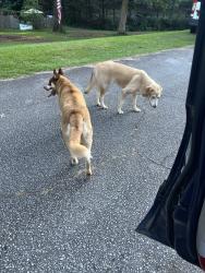 Reunited Unknown Dog last seen Briarwood Street, Easley, SC 29642