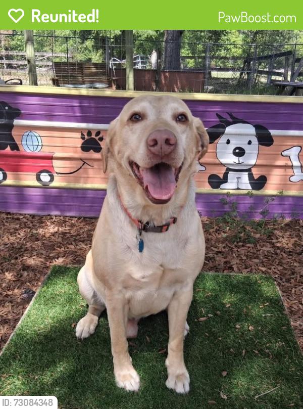 Reunited Male Dog last seen Anderson sc sirrine st by Anderson bakery and George’s, Anderson, SC 29624