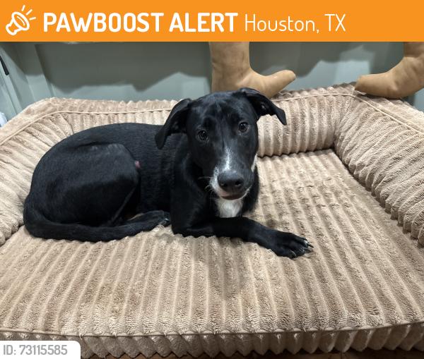 Found/Stray Female Dog last seen Clay and Durban, Houston, TX 77041