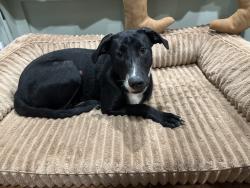 Found/Stray Female Dog last seen Clay and Durban, Houston, TX 77041